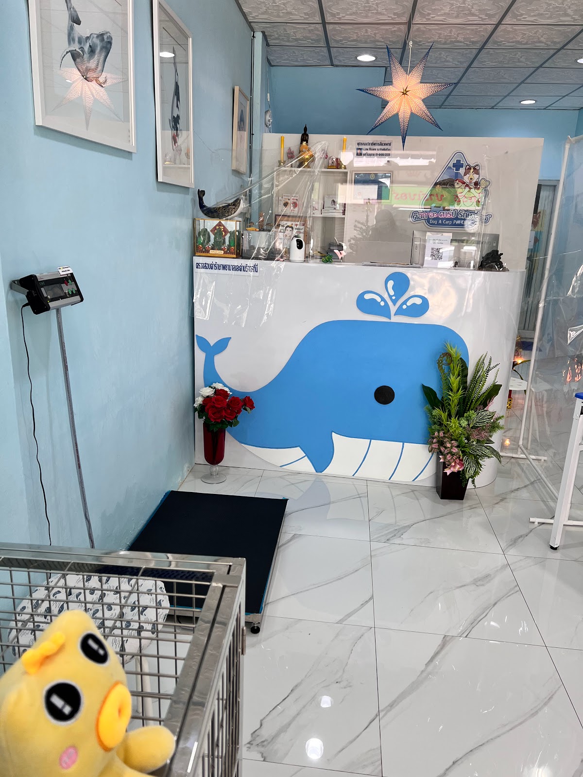 Dog A Carp pet clinic