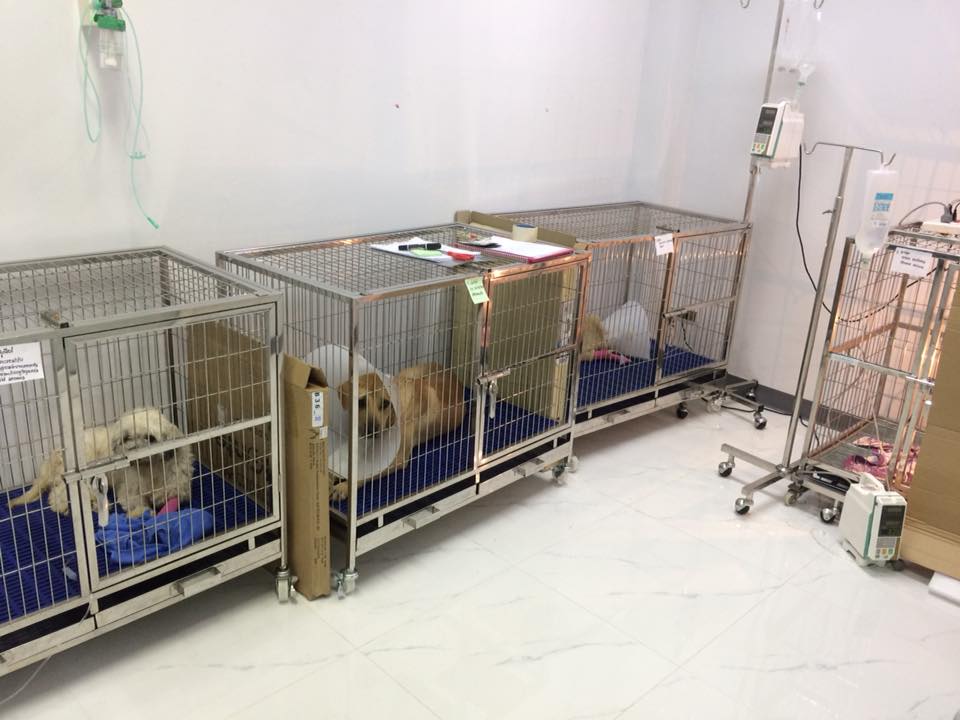 UVET Animal Hospital Chokchai 4 UVET Animal Hospital Chokchai 4
