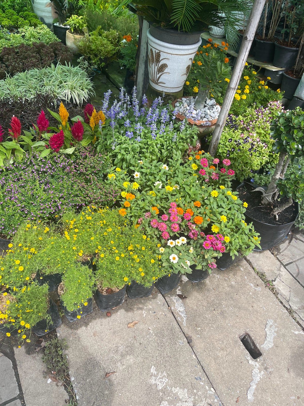 Ekawin Grass Farm Sirisap Branch 1