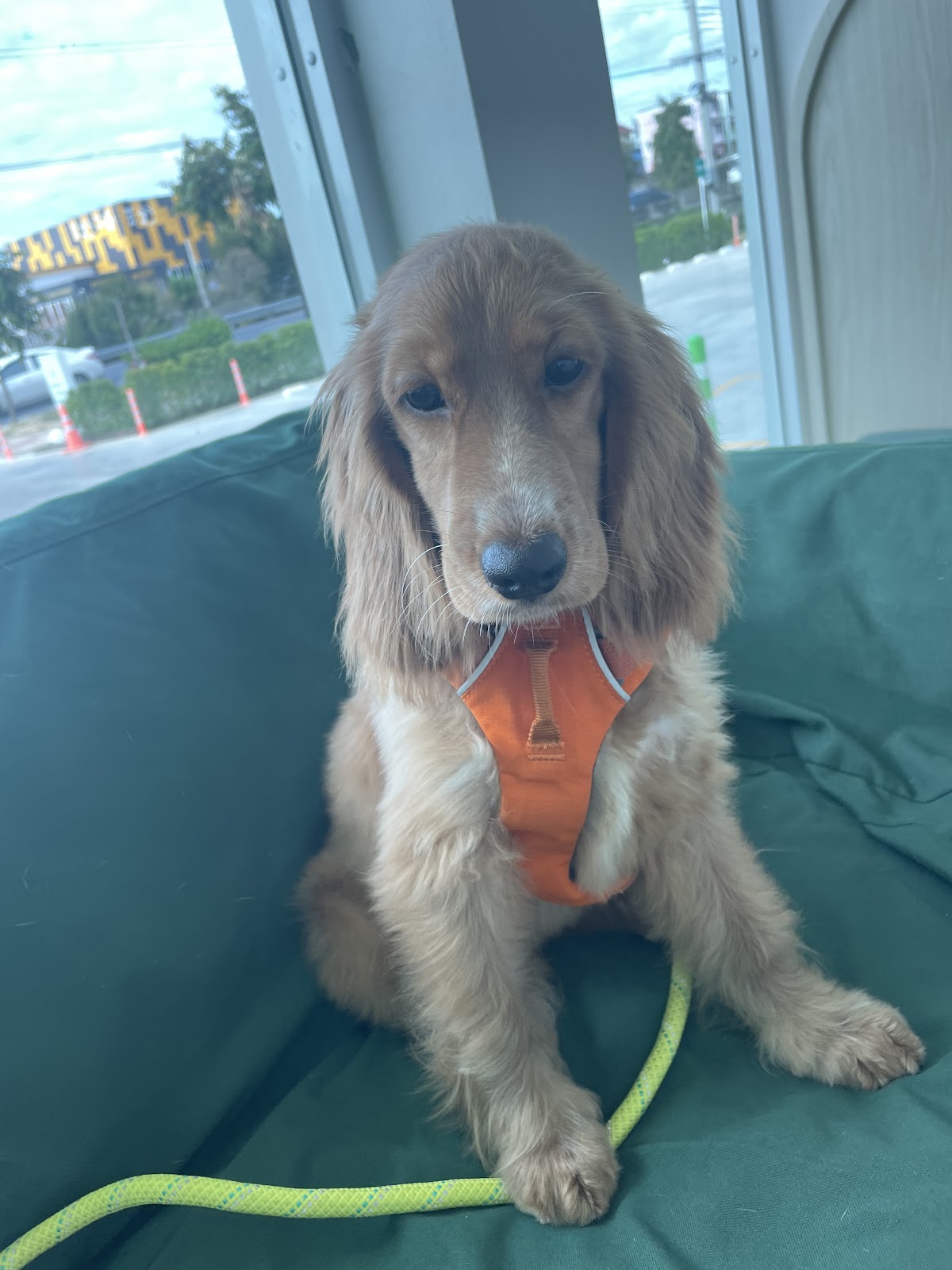 Forest animal hospital