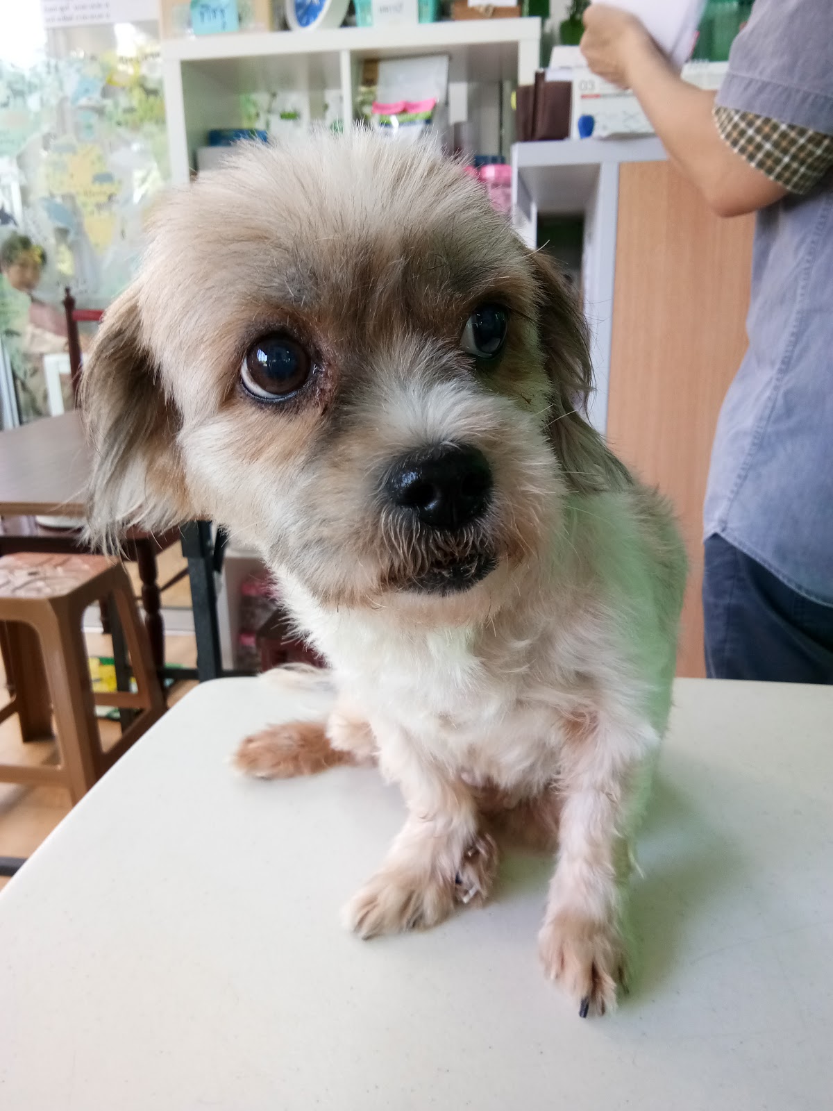 Baan Mor Phat Animal Clinic