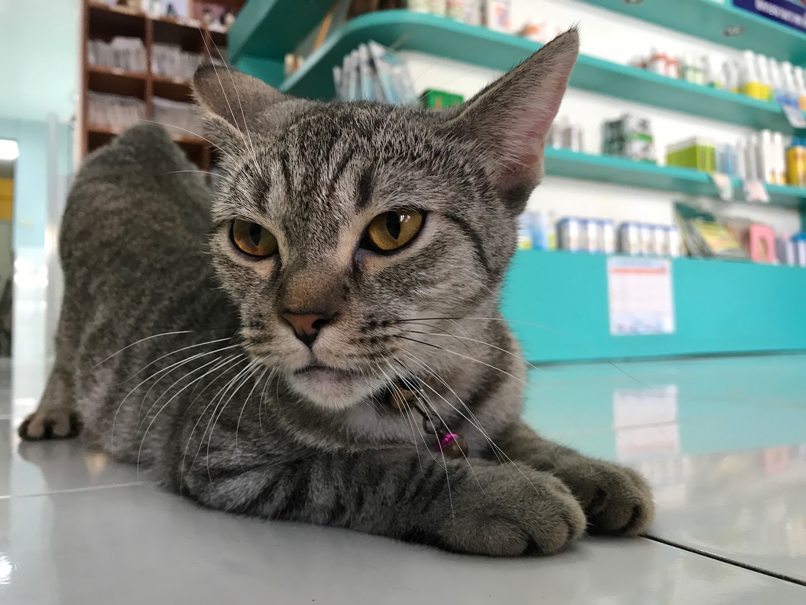 Sena Veterinary General Hospital