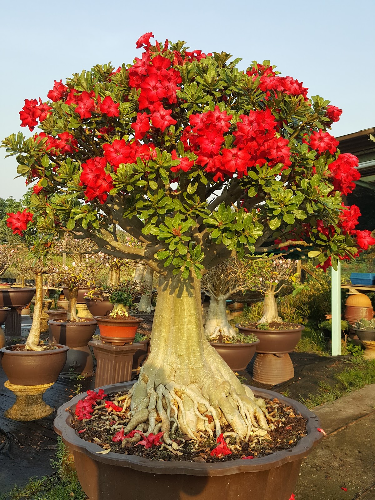 NSD Adenium Farm