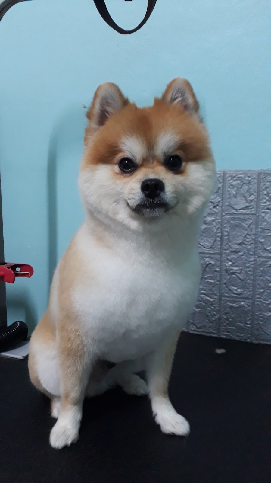 Beauty Dog Sai Son Toh Tha Kang